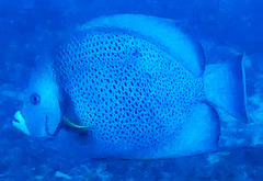 Pomacanthus arcuatus