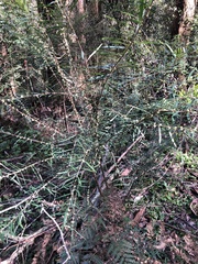 Pimelea axiflora axiflora