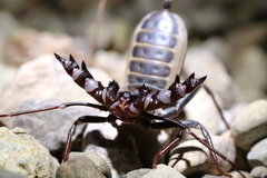 Mastigoproctus tohono