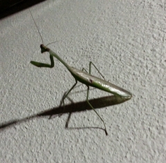 Stagmatoptera