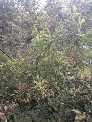 Lespedeza thunbergii