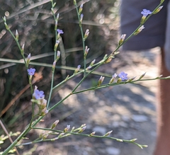 Limonium carolinianum
