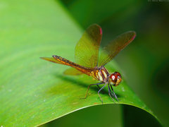 Perithemis domitia