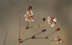 Eriogonum thurberi