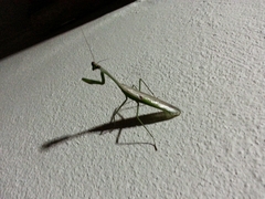 Stagmatoptera