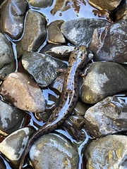 Dicamptodon tenebrosus