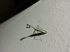 Stagmatoptera