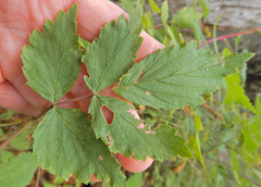 Rubus idaeus strigosus