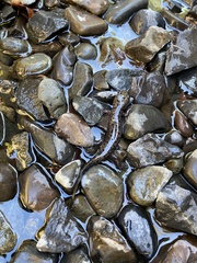 Dicamptodon tenebrosus