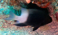 Stegastes partitus