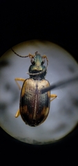 Bembidion corgenoma