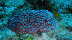 Montastraea cavernosa