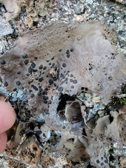 Umbilicaria muhlenbergii