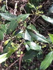 Hedycarya angustifolia