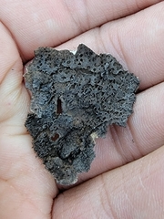 Umbilicaria muhlenbergii