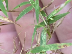 Dichanthelium microcarpon