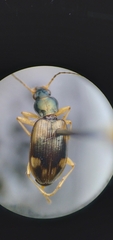 Bembidion corgenoma