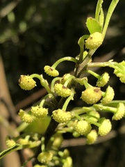 Hedycarya angustifolia