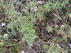 Dichanthelium microcarpon