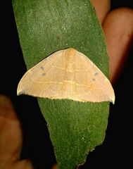 Watsonalla uncinula