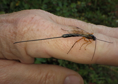 Rhyssella nitida