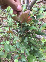 Cryptocarya alba