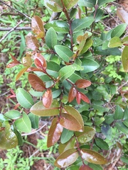 Cryptocarya alba