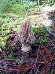 Morchella