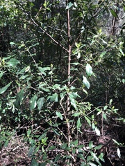 Hedycarya angustifolia