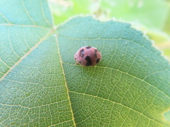 Epilachna tredecimnotata