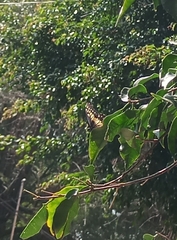 Catasticta nimbice