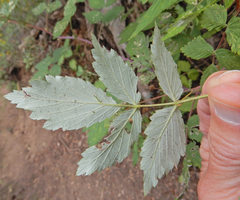 Rubus idaeus strigosus