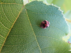 Epilachna tredecimnotata