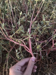 Portulaca umbraticola