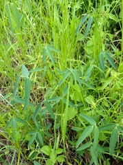 Desmodium rosei