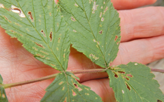 Rubus idaeus strigosus