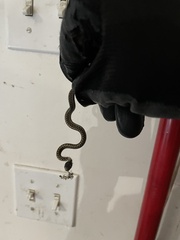 Thamnophis elegans vagrans