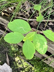 Aulagromyza cornigera