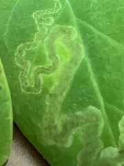 Aulagromyza cornigera