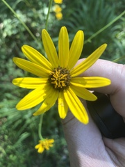 Helianthus atrorubens