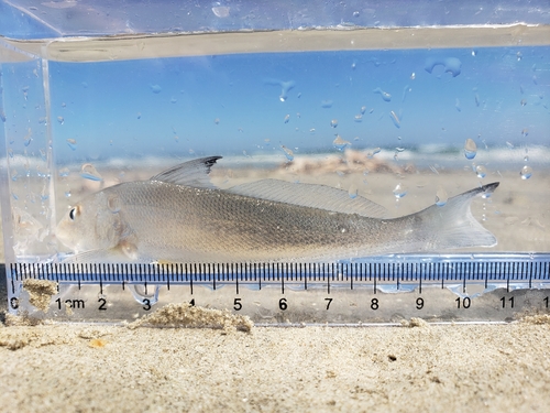 Gulf kingcroaker (Menticirrhus littoralis) — Sciaenidae — 3