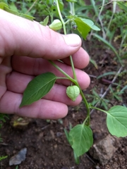 Physalis solanacea
