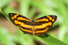 Symbrenthia lilaea