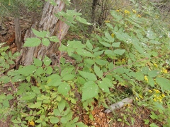 Rubus idaeus strigosus