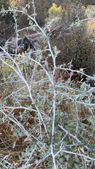 Rhamnaceae