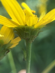 Helianthus atrorubens