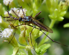 Toxorhynchites rutilus