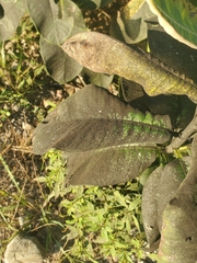 Capnodiaceae