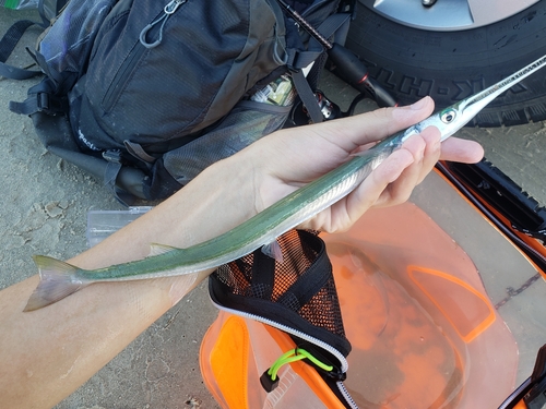 Atlantic Needlefish