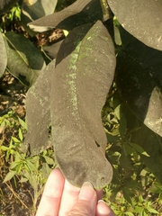 Capnodiaceae